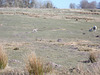 SoS[25] - local lambs {3 of 6}