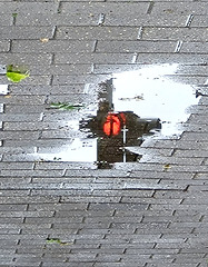 red light reflex red light reflex