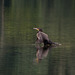 Cormorant