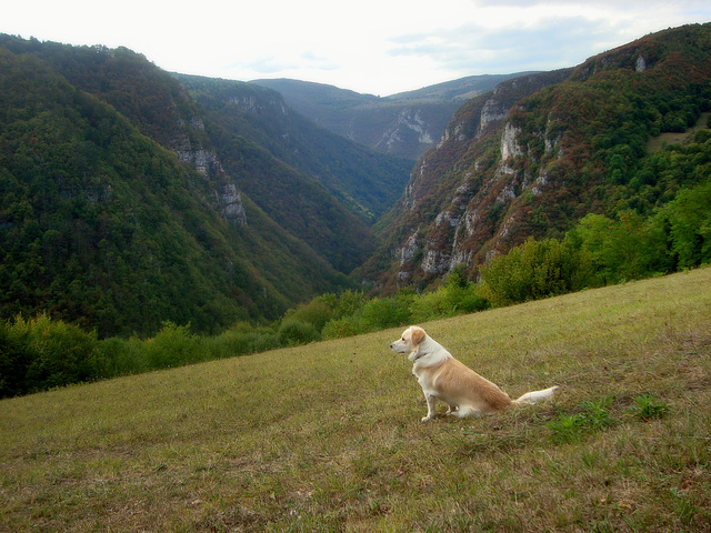 Archie, we still remember you!