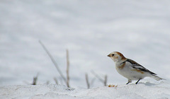 Bruant des Neiges