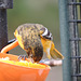 Baltimore Oriole