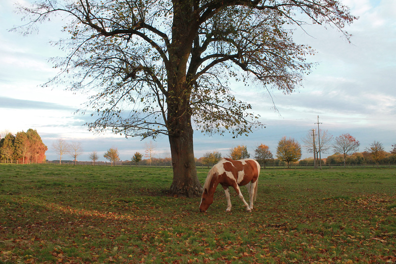 un avant goût de l'automne ......