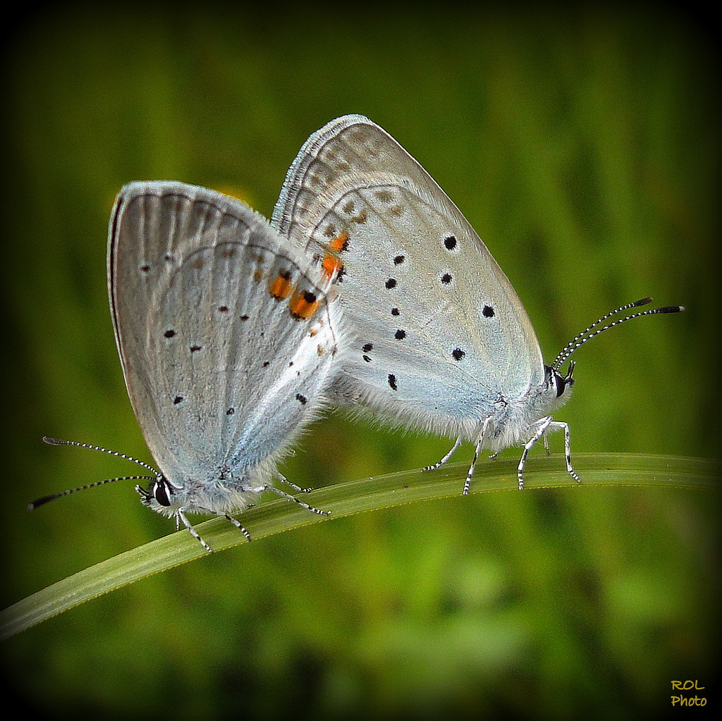 Amour d'été...flirte dans mes pensées