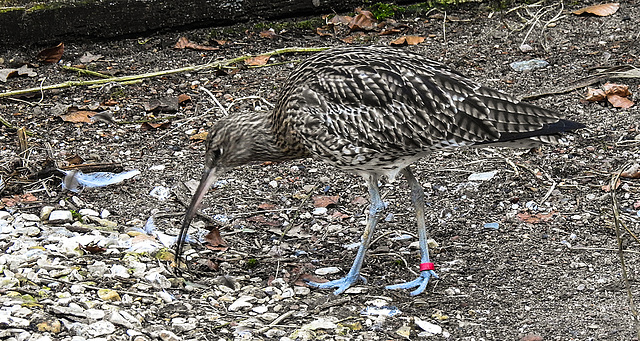 20190216 4429CPw [D~BI] Großer Brachvogel, Tierpark Olderdissen, Bielefeld