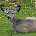 Columbia Black-tailed Deer