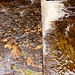 Autumn water over the weir