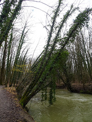 Durchhalteparolen an die Wurzeln