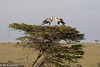 African Crowned Crane