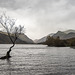 Lone tree, Lake Padarn