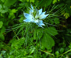 20230609 0851CPw [D~LIP] Damaszener Schwarzkümmel (Nigella damascena) [Jungfer im Grünen], Bad Salzuflen