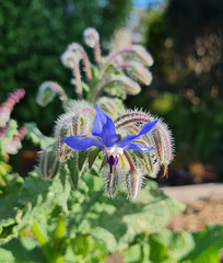 Borage