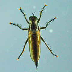 Besucher am Fenster Besucher am Fenster