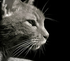 Portrait of a Feline