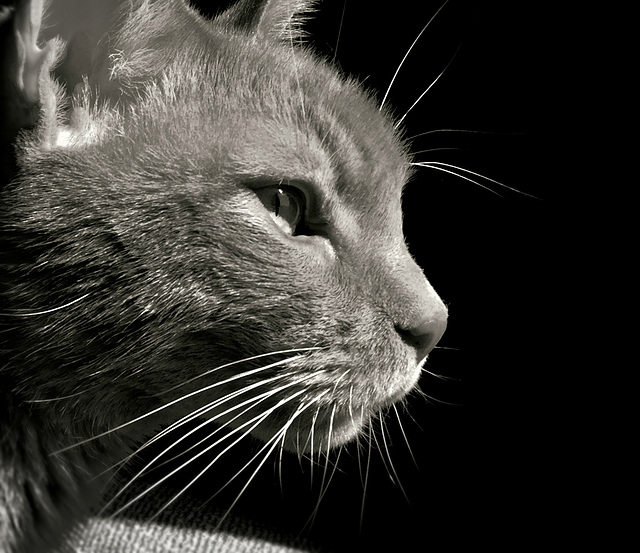 Portrait of a Feline