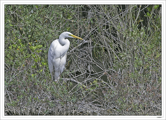 Aigrette