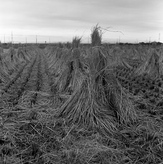 Drying stalks