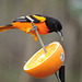 Baltimore Oriole