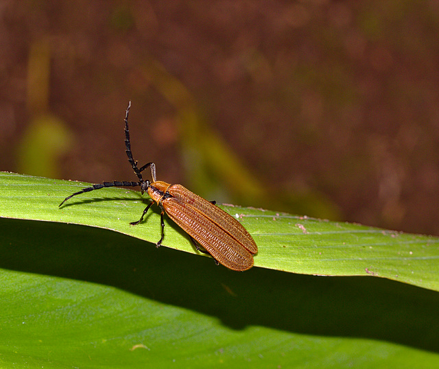 Beetle IMG_2388