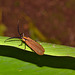 Beetle IMG_2388