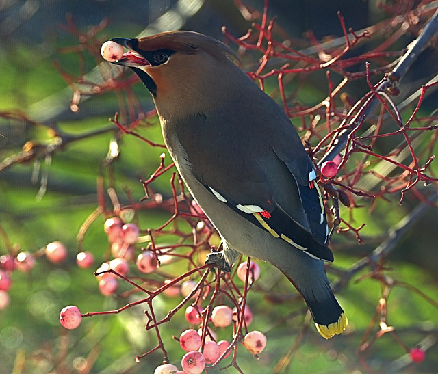 Waxwings. Yesterday's hungry and colourful visitors!