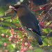 Waxwings. Yesterday's hungry and colourful visitors!