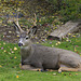 Columbia Black-tailed Deer