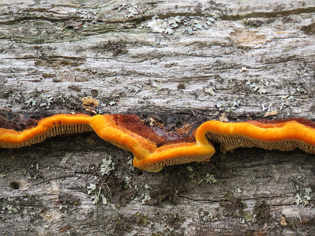 Gloeophyllum sepiarium