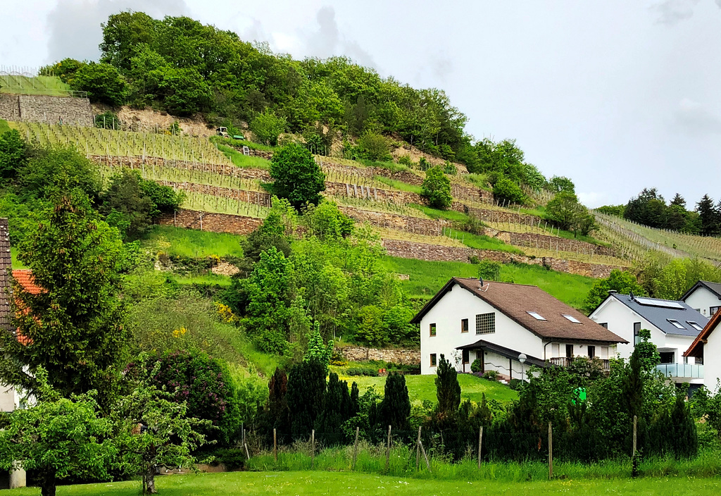 Bachemer Weinberge