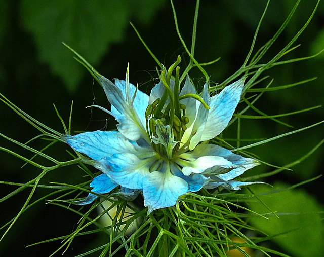 20230609 0856CPw [D~LIP] Damaszener Schwarzkümmel (Nigella damascena) [Jungfer im Grünen], Bad Salzuflen