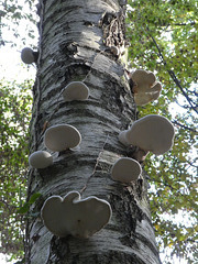 Baumpilze am Stamm einer Birke