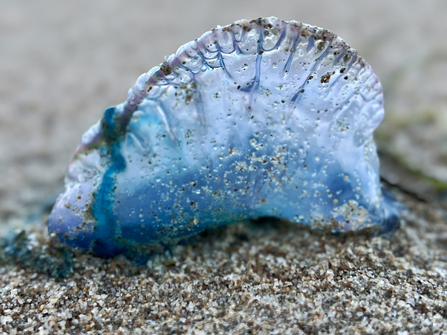 Physalia physalis, caravela portuguesa Physalia physalis, caravela portuguesa