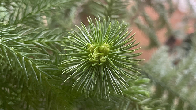 Araucaria heterophylla Araucaria heterophylla