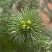 Araucaria heterophylla
