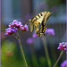 a Surprising swallowtail butterfly visited verbena's