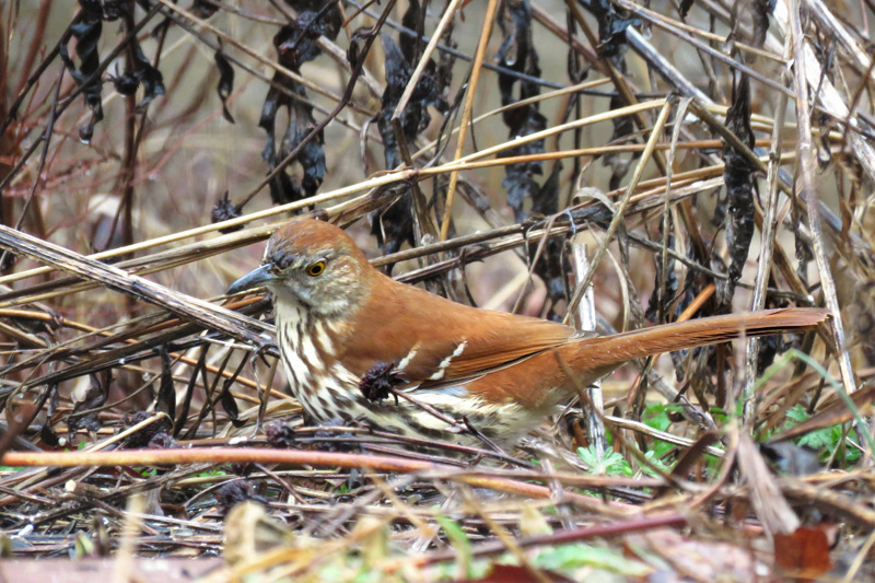 Brown Thrasher