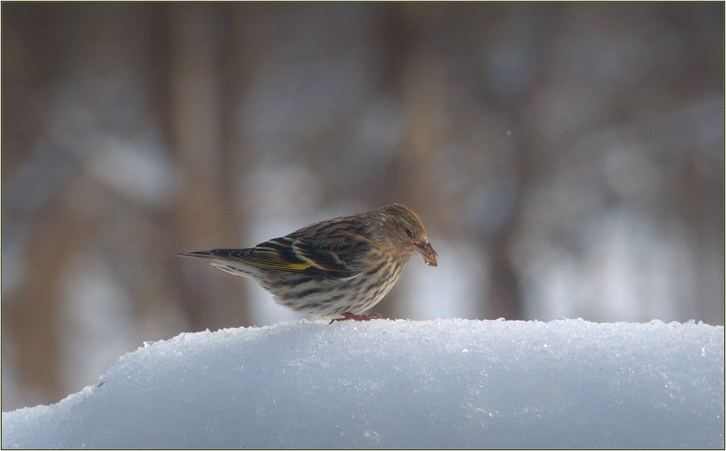 Siskin eating his sunflower seed