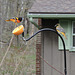 Baltimore Oriole pair