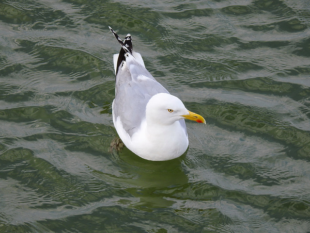 Ostsee-Emma