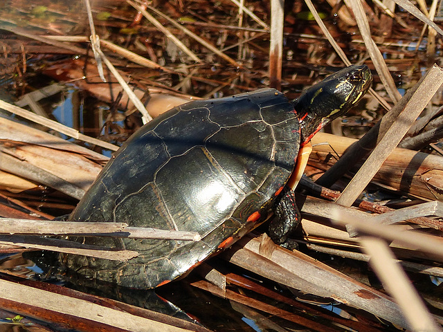 Painted Turtle, Day 2, Rondeau Provincial Park