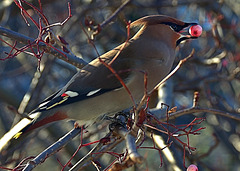 Waxwings. Yesterday's hungry and colourful visitors!