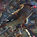 Waxwings. Yesterday's hungry and colourful visitors!