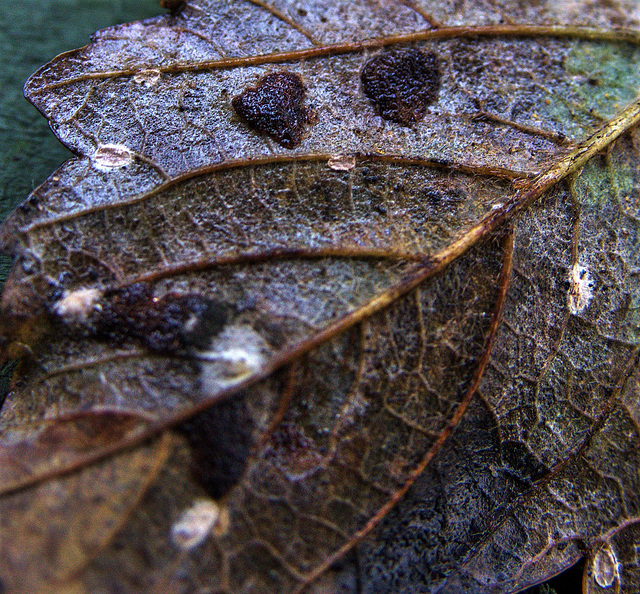 DSC06956 (3) 1