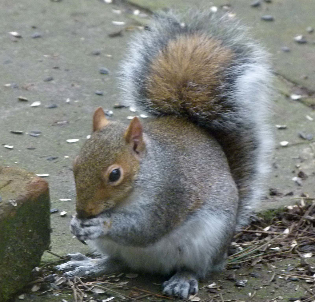 Squirrel feeding