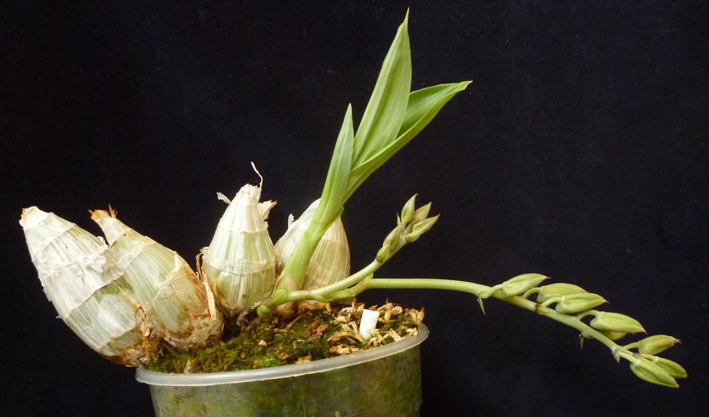 Clowesia dodsoniana