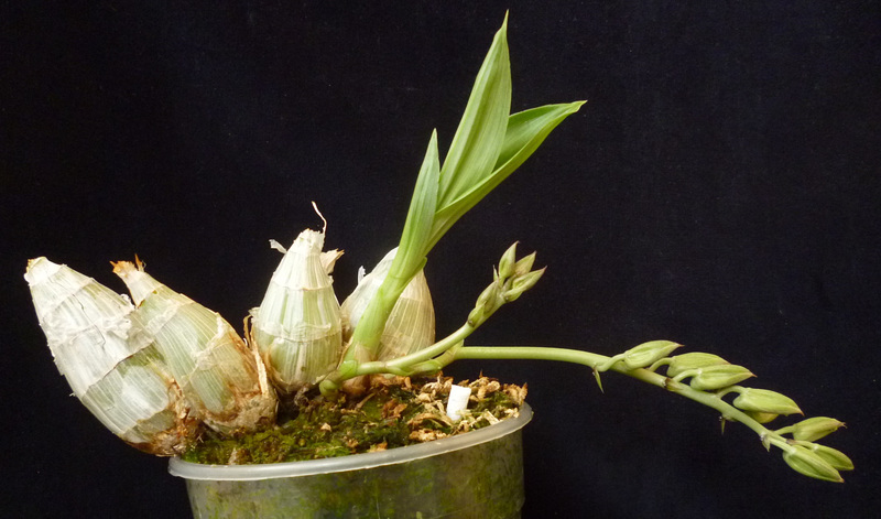Clowesia dodsoniana