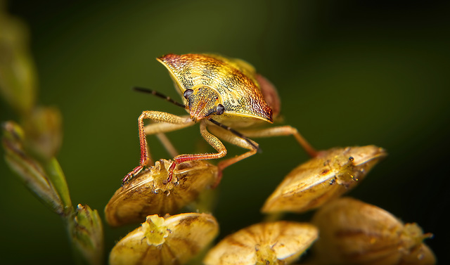 Die Purpur Fruchtwanze hat sich auf dieser Pflanze gut getarnt :))  The yellow-reddish fruit bug has camouflaged itself well on this plant :))  La punaise des fruits jaune-rougeâtre s'est bien camoufl