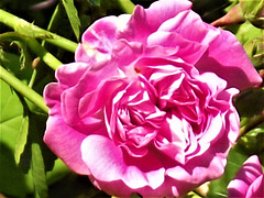 Double headed wild rose