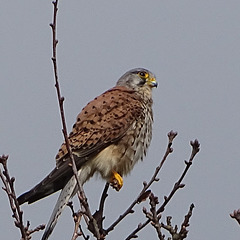 Turmfalke, Männchen
