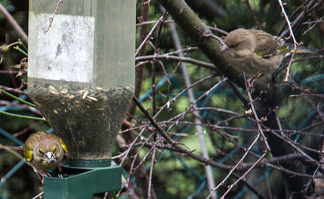 20141228 6086VRAw [D~RI] Grünfink [m+w] (Carduelis chloris), Rinteln